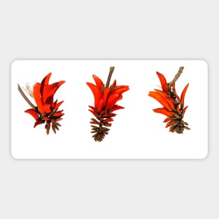 Scarlet Coral Tree Flowers Sticker
